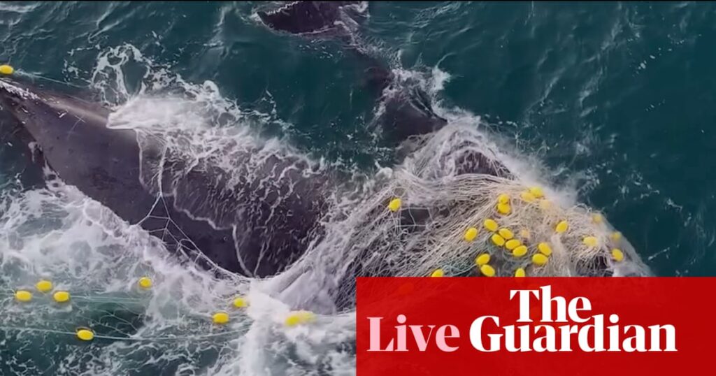 Australia news live: fifth whale caught in Sunshine Coast shark nets; Asic chair Joe Longo will not seek reappointment | Australia news