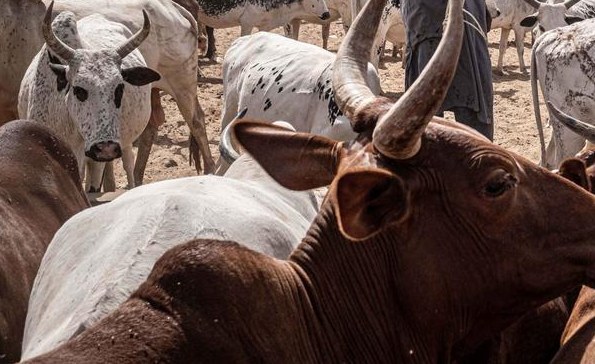 Africa: Rift Valley Fever – What It Is, How It Spreads and How to Stop It Africa: Rift Valley Fever - What It Is, How It Spreads and How to Stop It